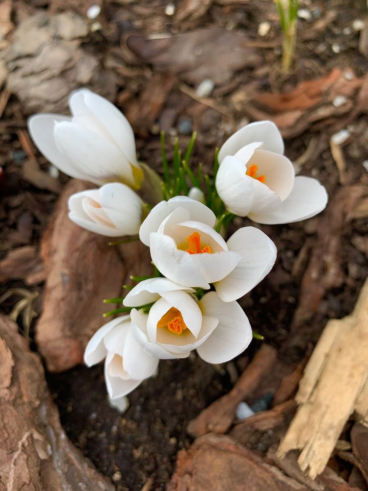 «Весеннее волшебство»