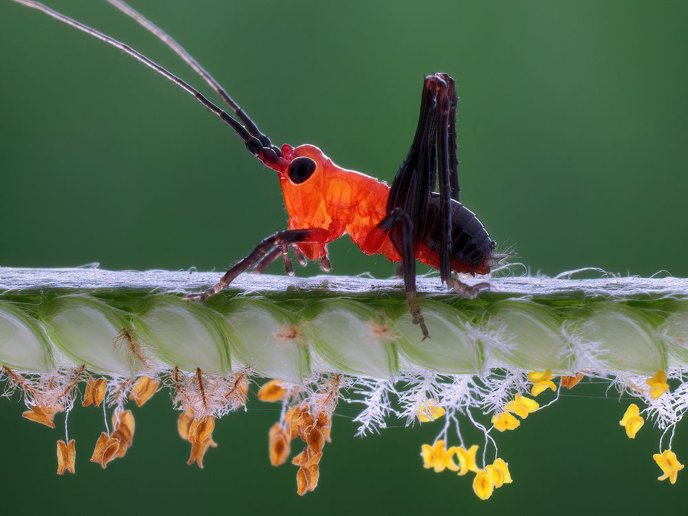 Photograph by Chen-You Li