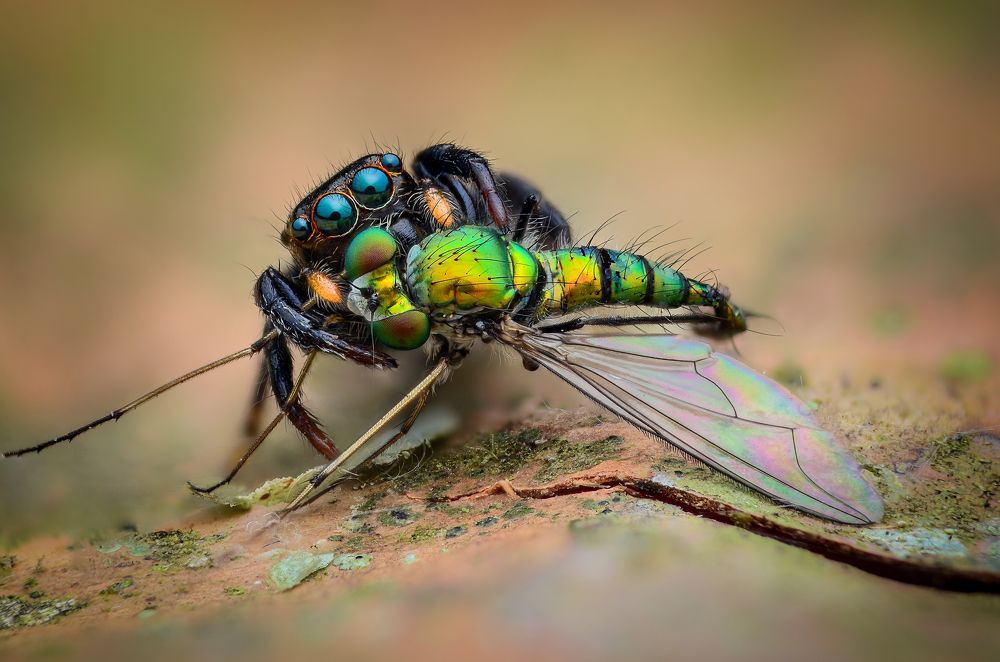 Jumping Spiders Hunting