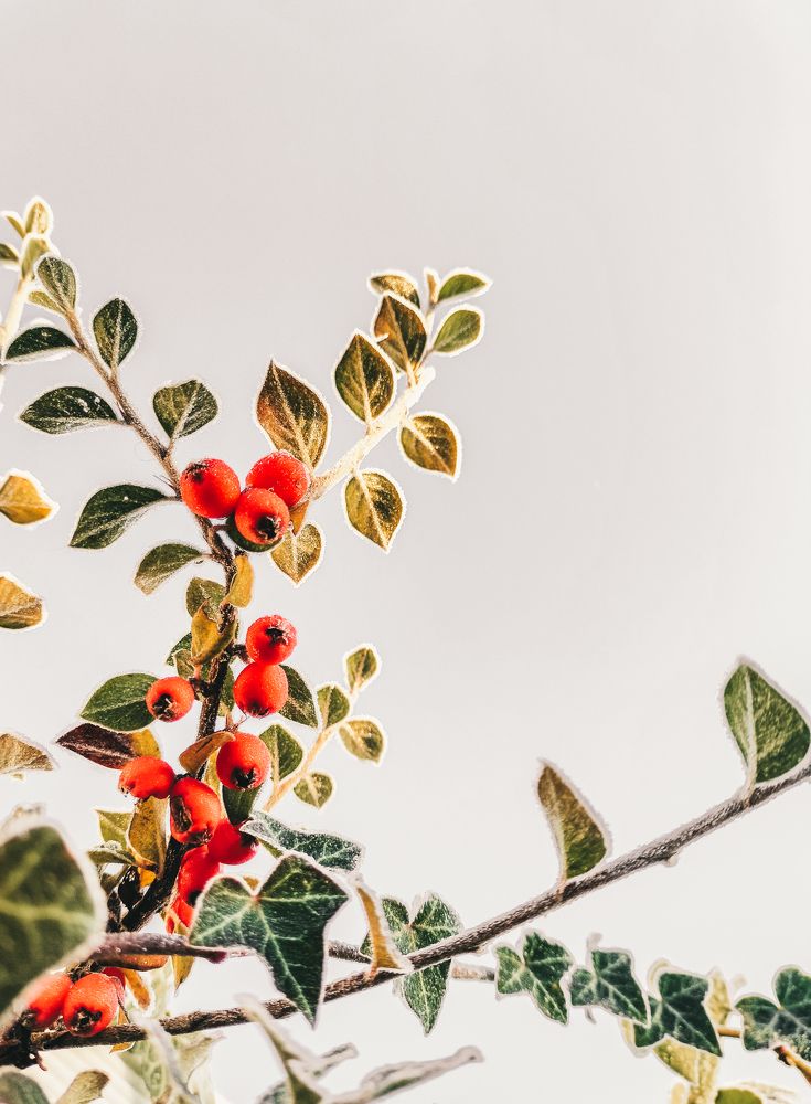 Фотография автора Elena Samusieva