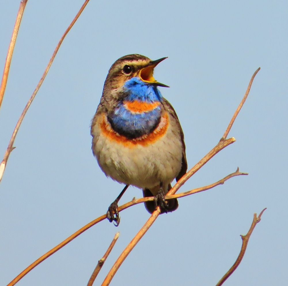 Поющая варакушка