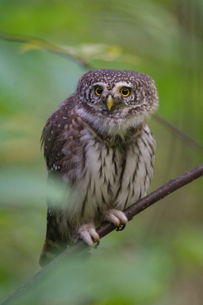 Фотография автора Татьяна Ливеровская