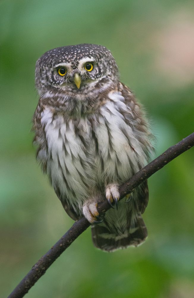 Фотография автора Татьяна Ливеровская