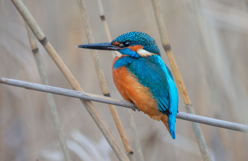 Фотография автора Татьяна Ливеровская