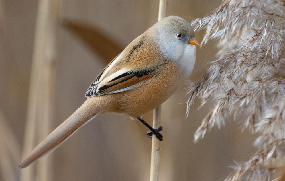 Фотография автора Татьяна Ливеровская