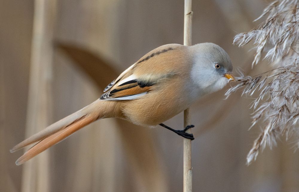 Фотография автора Татьяна Ливеровская