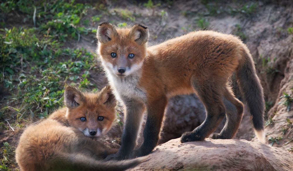 Лисята у норы.