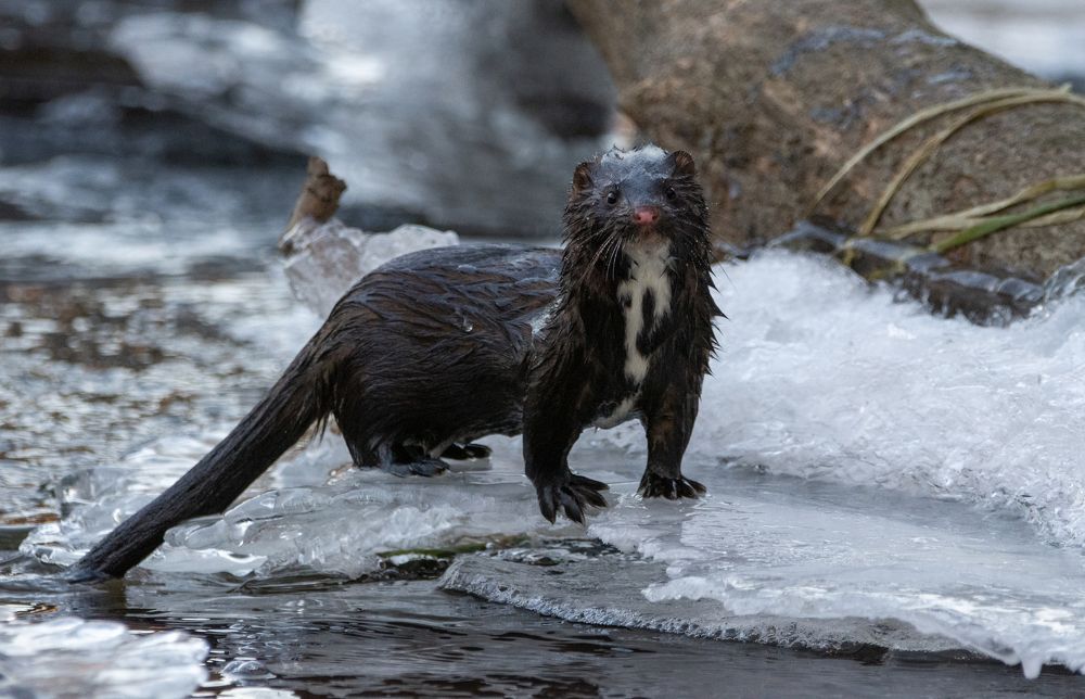 Photograph by Татьяна Ливеровская