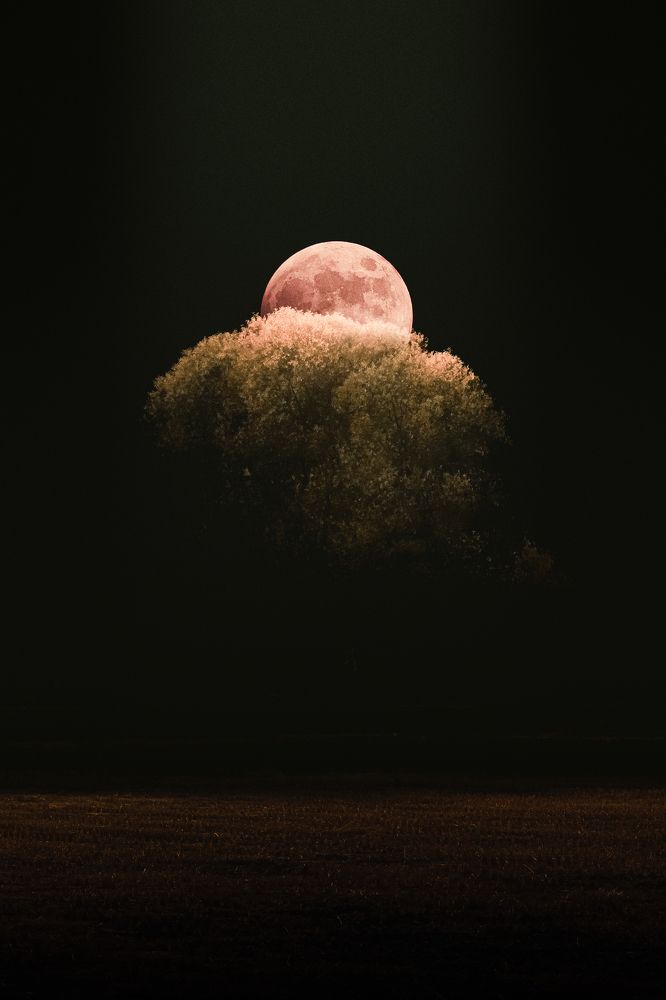 A Tree Embracing The Moon