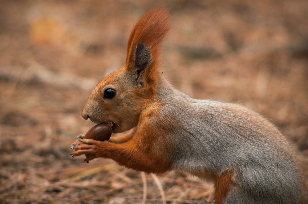 Photograph by Max Samsara