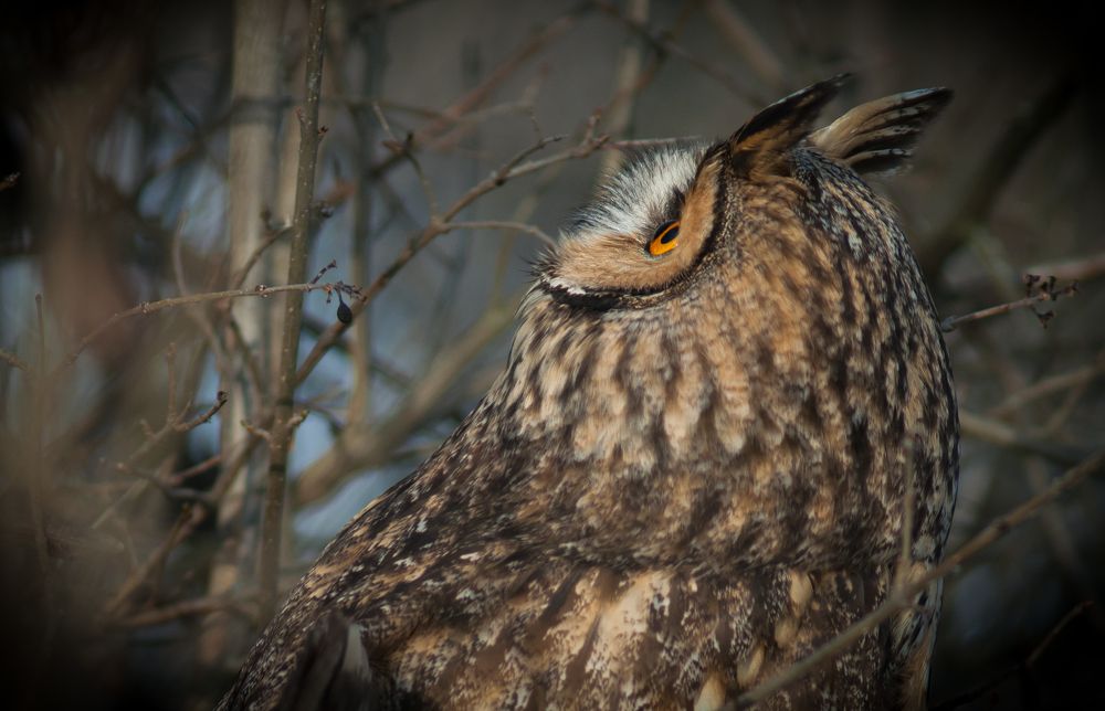 Photograph by Max Samsara