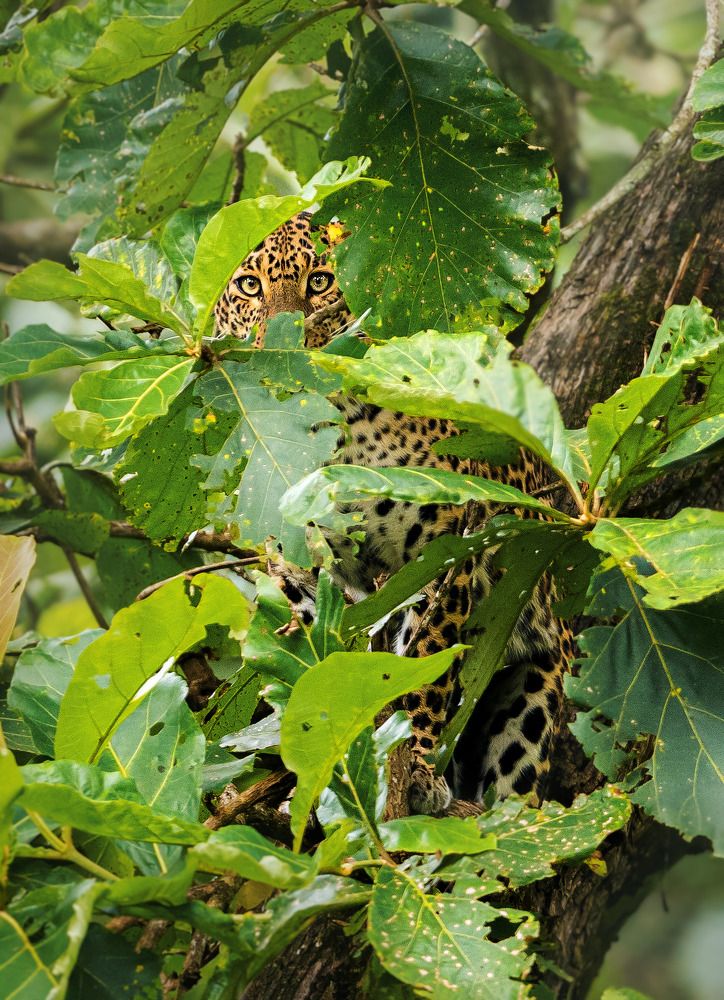 Photograph by Subramanyam Pratapa