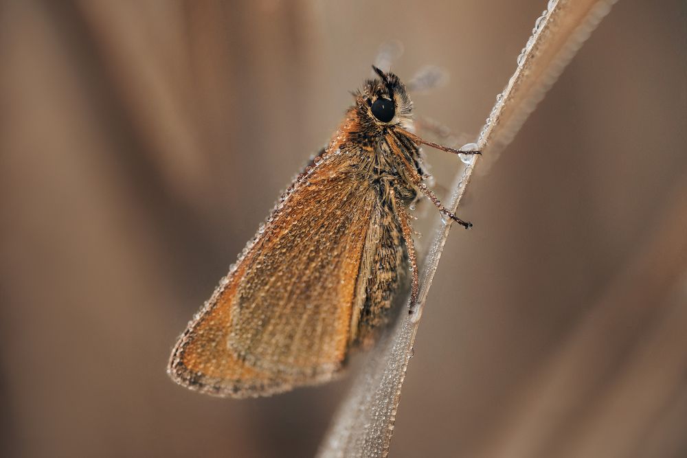 Photograph by Анна Бобкова