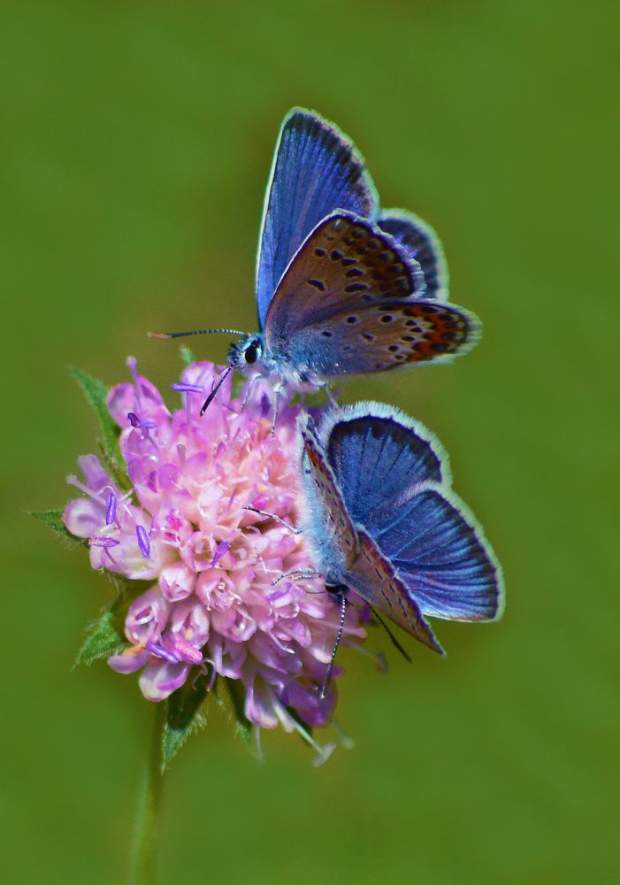 Крошки-голубянки