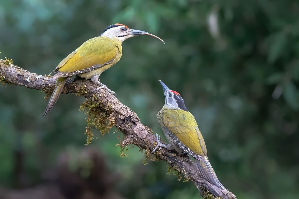 Photograph by Soumendu Das