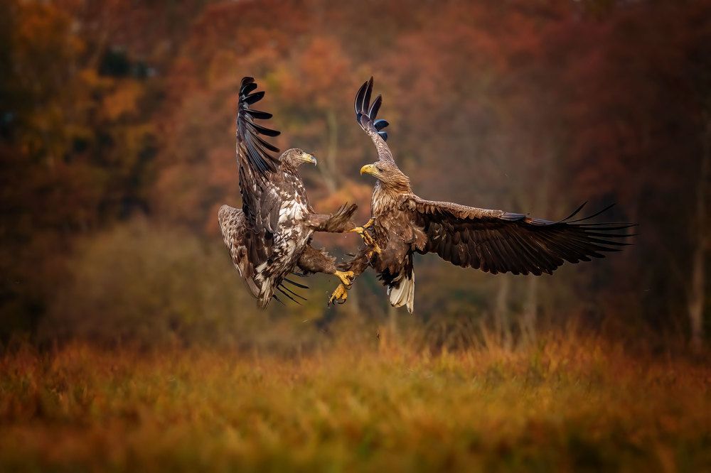 Photograph by Adamov Eddie