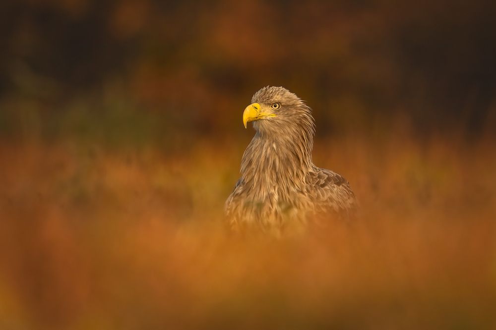 Photograph by Adamov Eddie