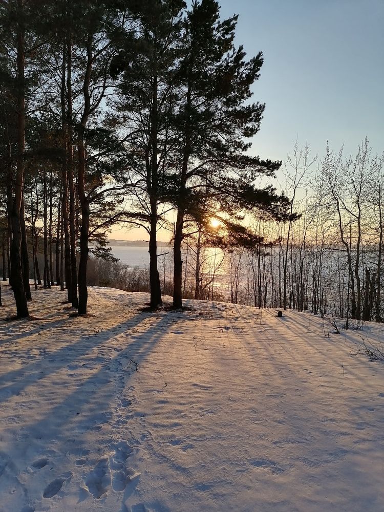 Вечерняя прогулка в лесу