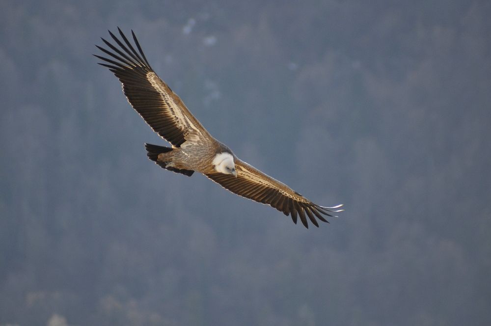 Photograph by Александр Глебов