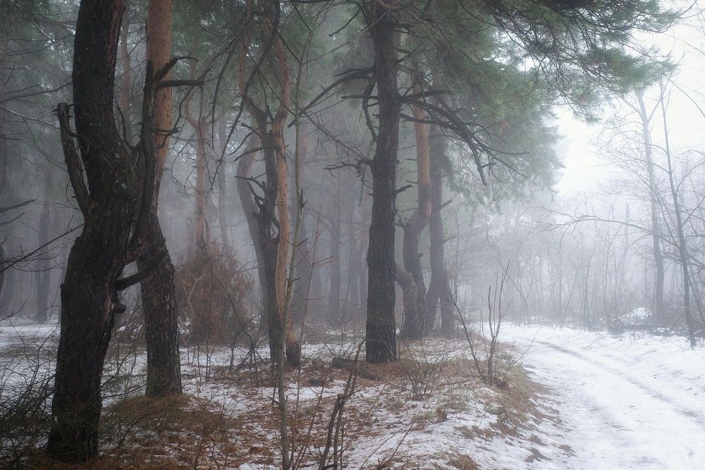 Photograph by Алла Никушкина