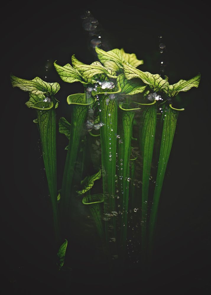 Photograph by Kristina Zvinakeviciute