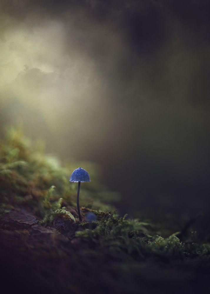 Photograph by Kristina Zvinakeviciute