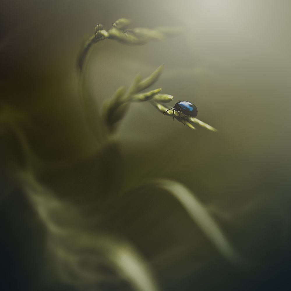 Photograph by Kristina Zvinakeviciute