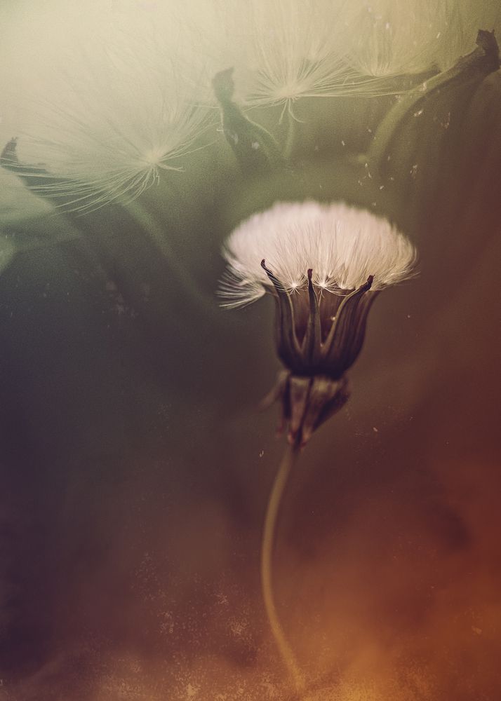 Photograph by Kristina Zvinakeviciute