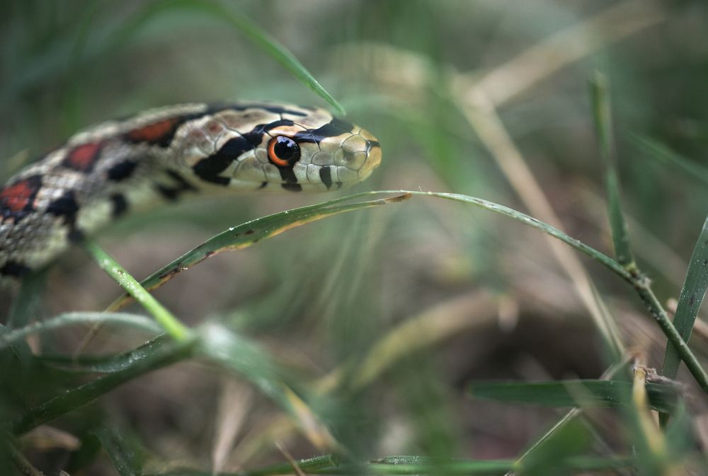 Фотография автора Panagiotis Dalagiorgos