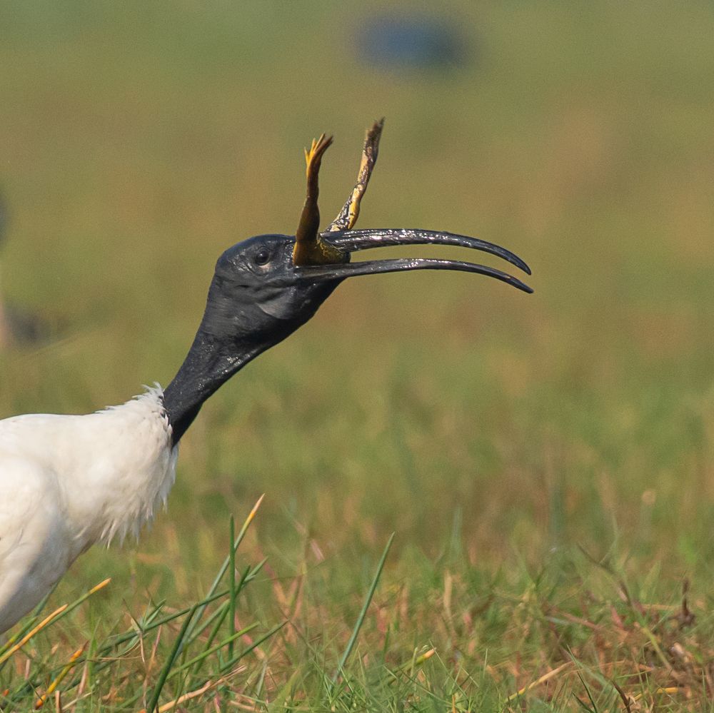 Photograph by Amrit Raj Sarkar