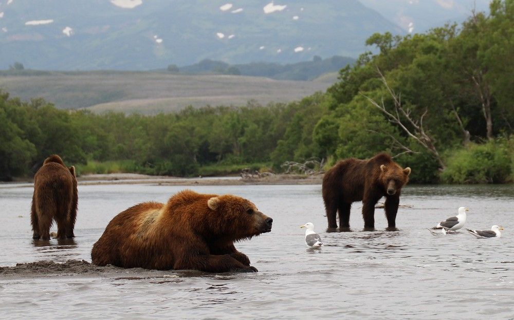 Photograph by Диана Жагрина