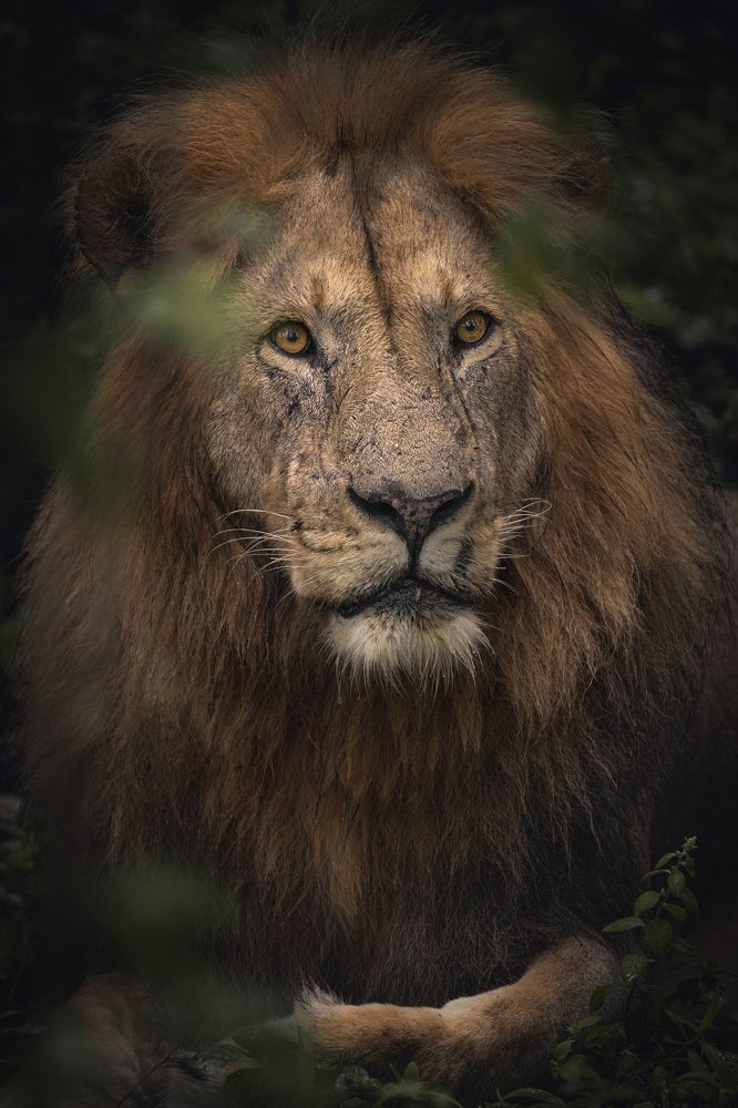 The King of the forest