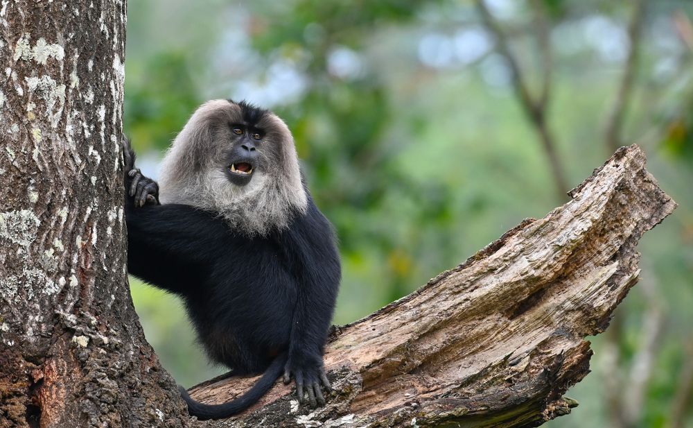 Фотография автора Yog Nik