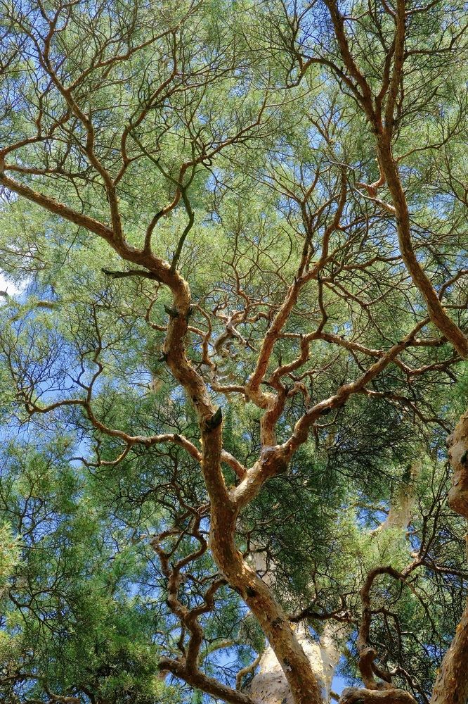 Ажурные ветви сосны