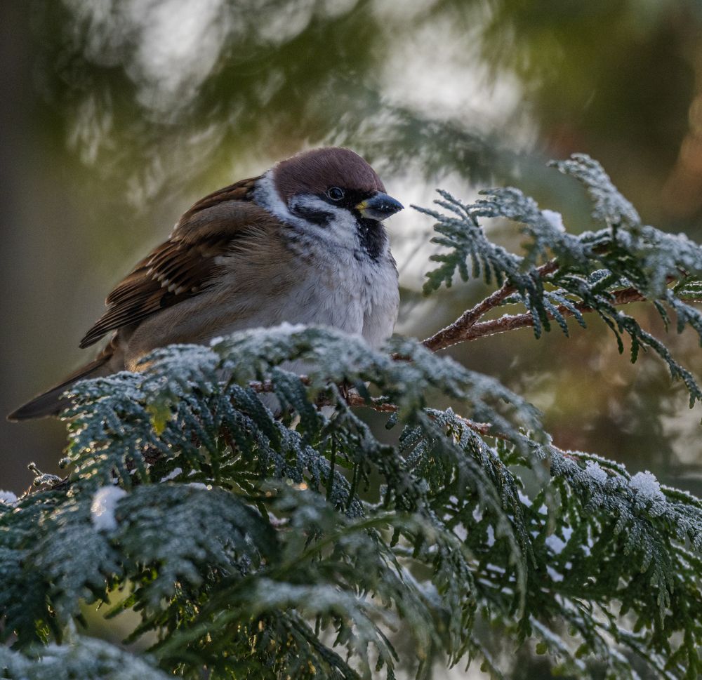 Photograph by Курлянцев Алексей