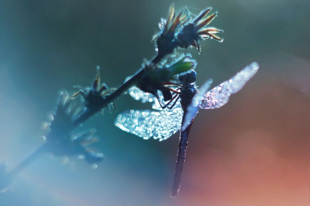 Photograph by Инна Карасева