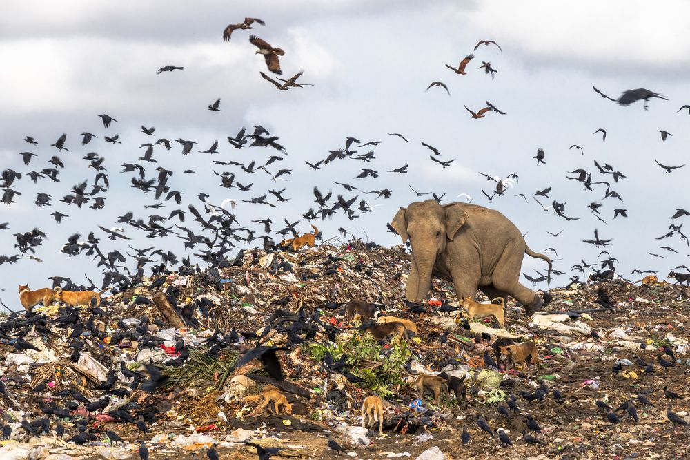 Elephants on the brink of extinction