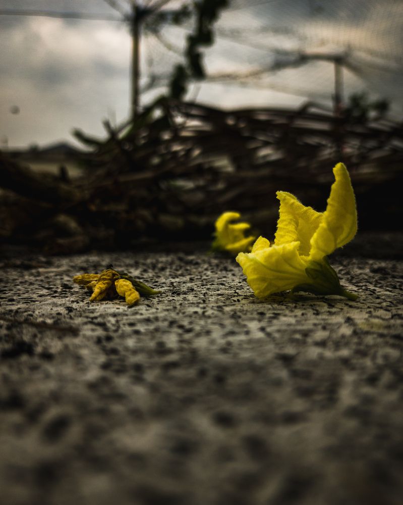 Photograph by Sidharth Sen