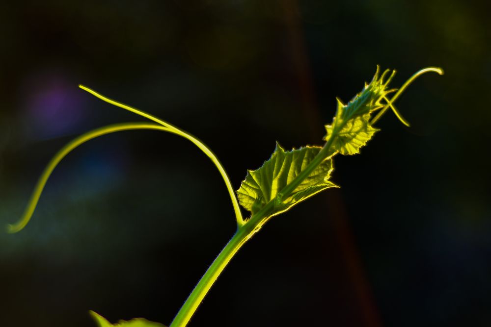 Photograph by Pujo Cahyono
