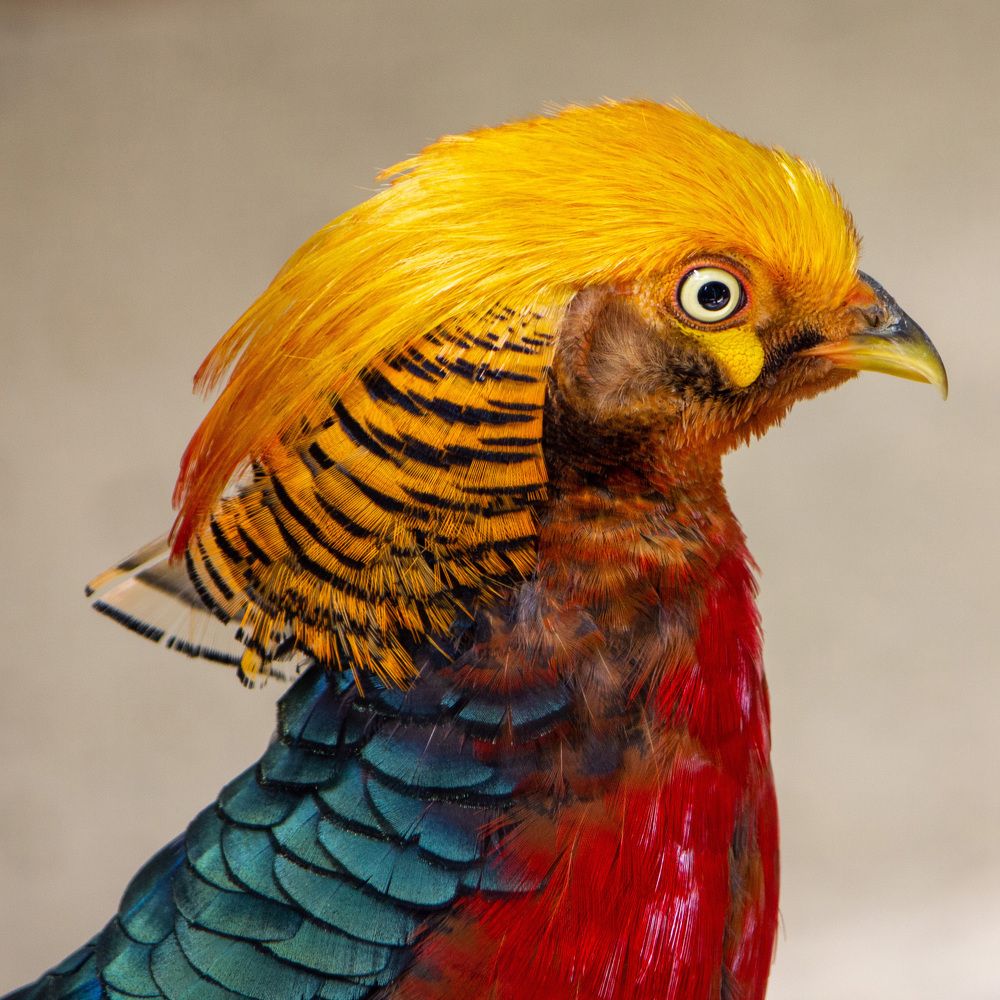 Портрет - золотой фазан