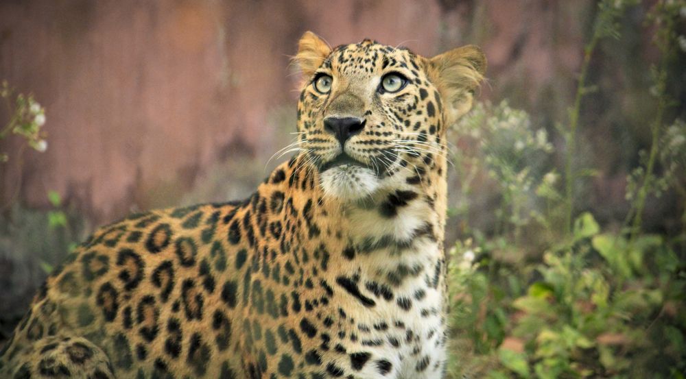 The Indian Leopard