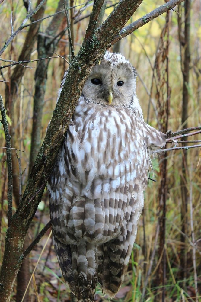 Фотография автора Тамара Караваева