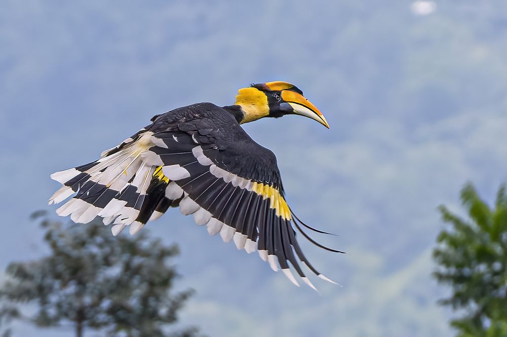 Photograph by Ashoke Shil