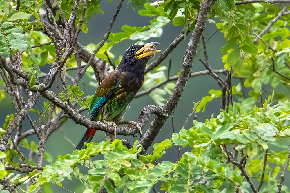 Photograph by Ashoke Shil