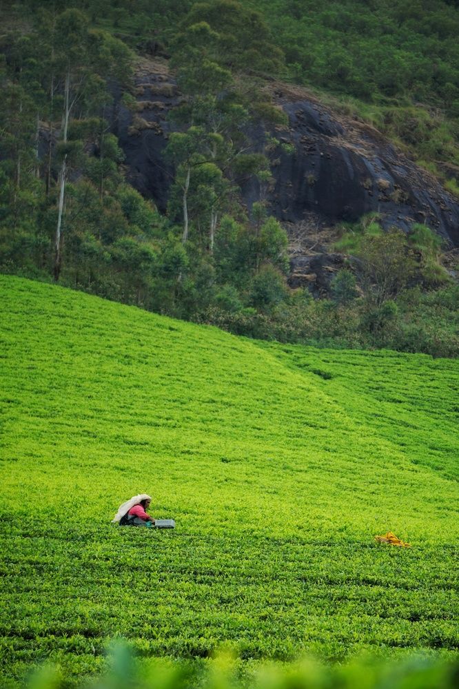 Фотография автора Pavitra Shettigar