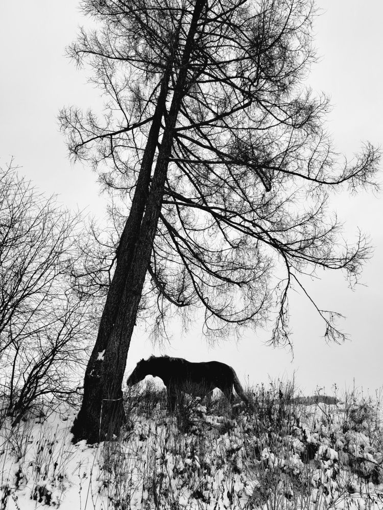 Photograph by Pavel Vorobev