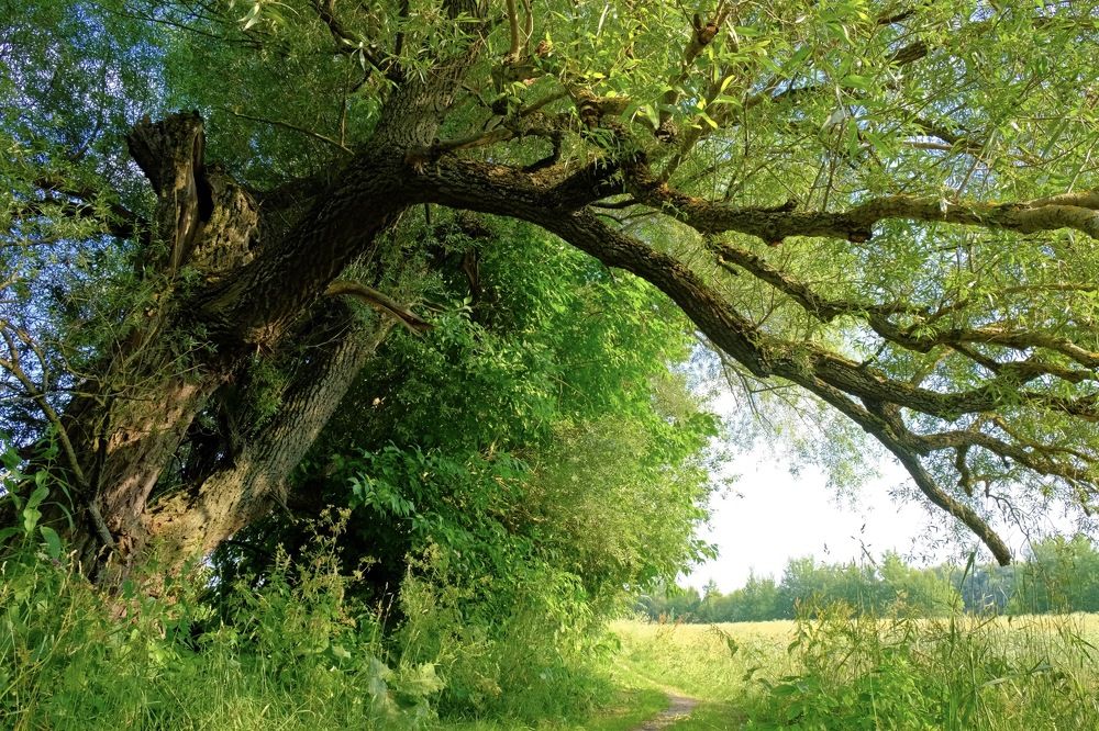 Двухстолетняя серебристая ива