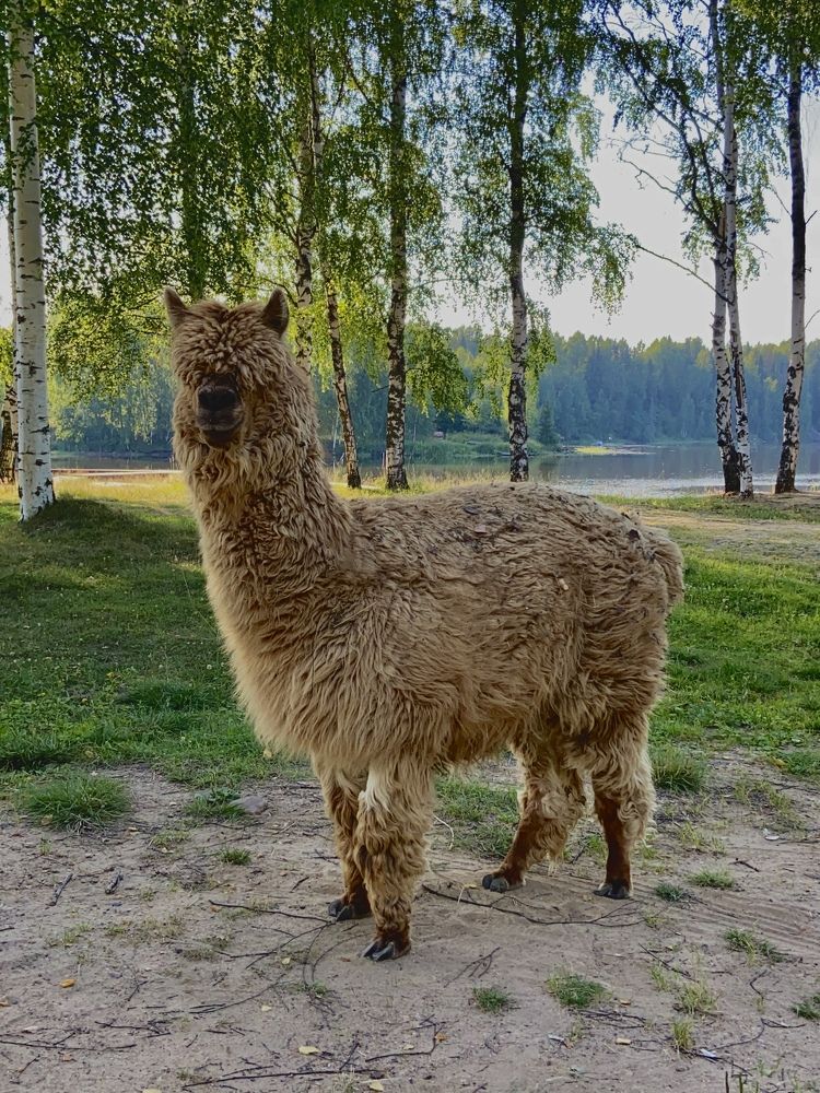 Photograph by Ирина Серегина