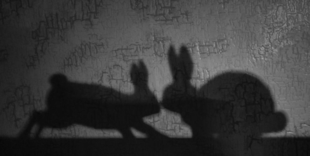 Shadow: Kiss of two rabbits