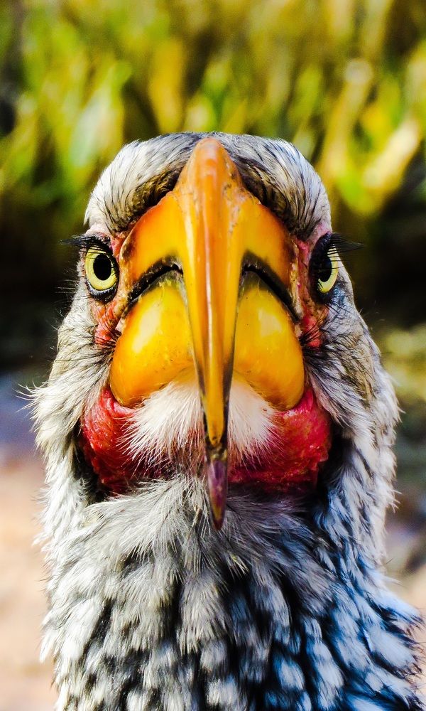 Yellow Billed Hornbill